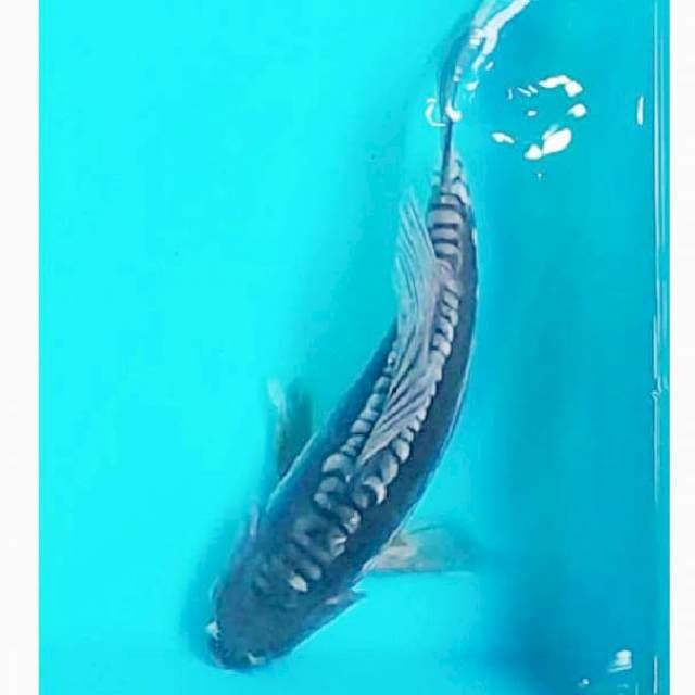 Aragoke Slayer 37cm