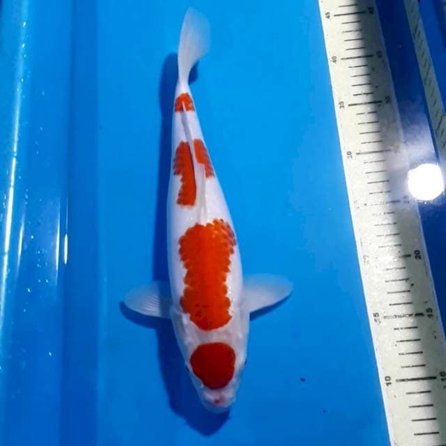 KOHAKU 35 CM