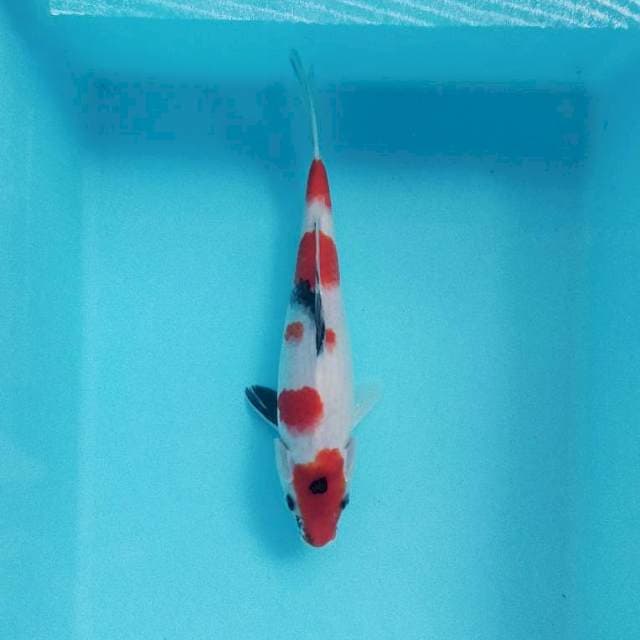 Showa