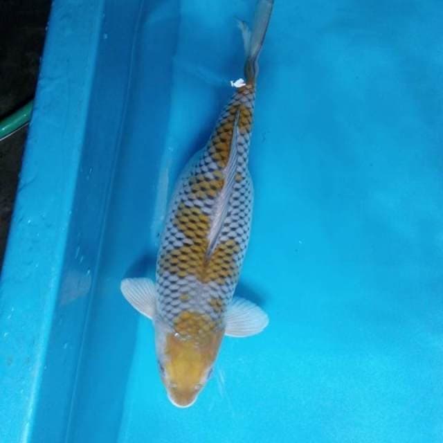 Ochiba 45 cm