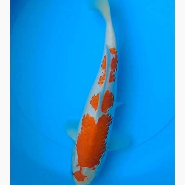 Kohaku kanoko