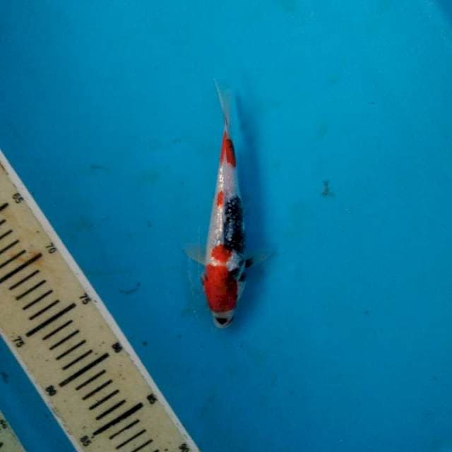 Showa ginrin 19cm