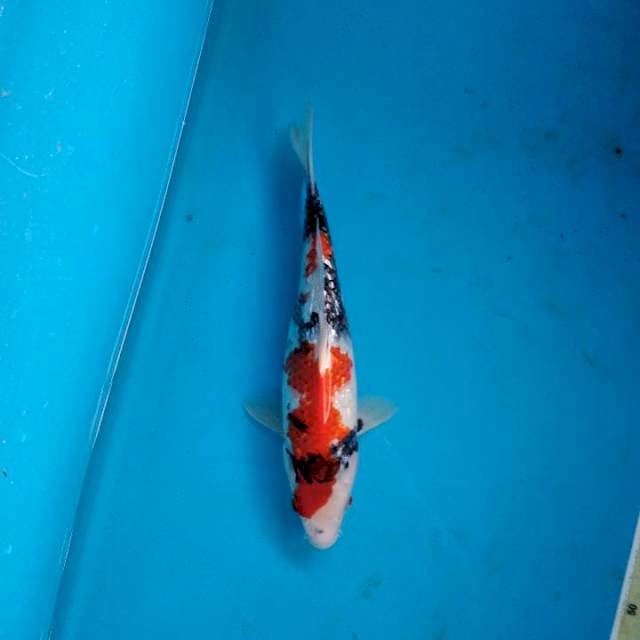 Showa kingirin joss 30cm