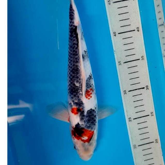 Tategoi showa 32cm 