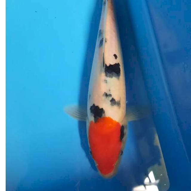 Tancho sanke 24cm