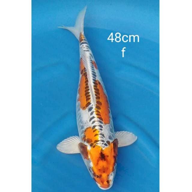 Original kujaku doitsu 48cm