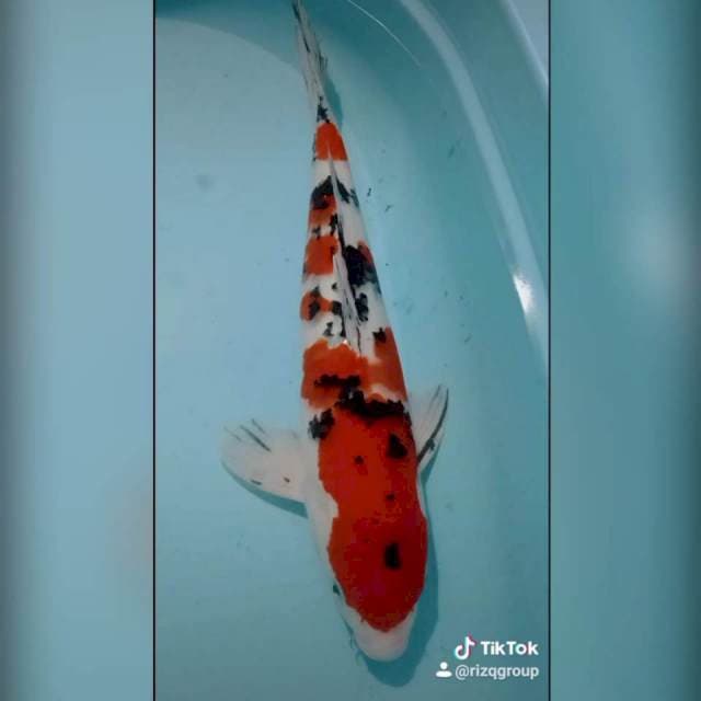 Original sanke 45cm