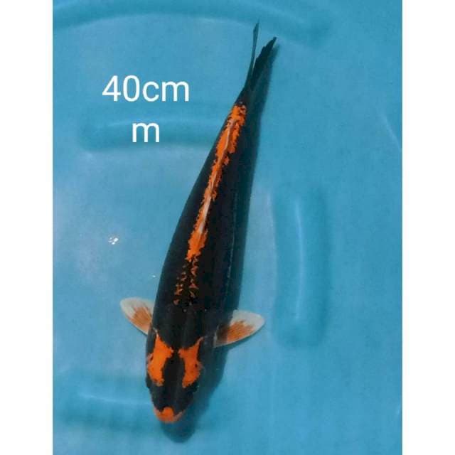 Kabuto 40cm