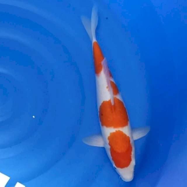Original Kohaku 44cm