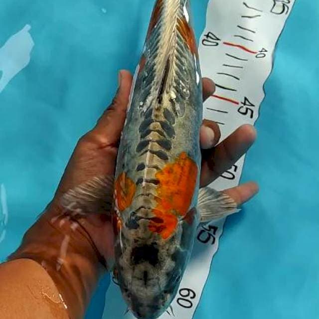 Antikan size 31cm