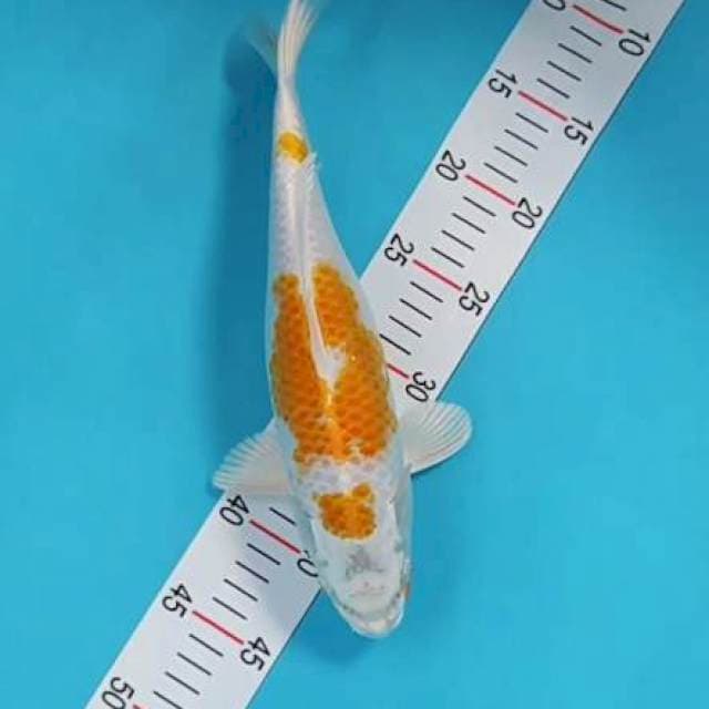 Hariwake size 30cm
