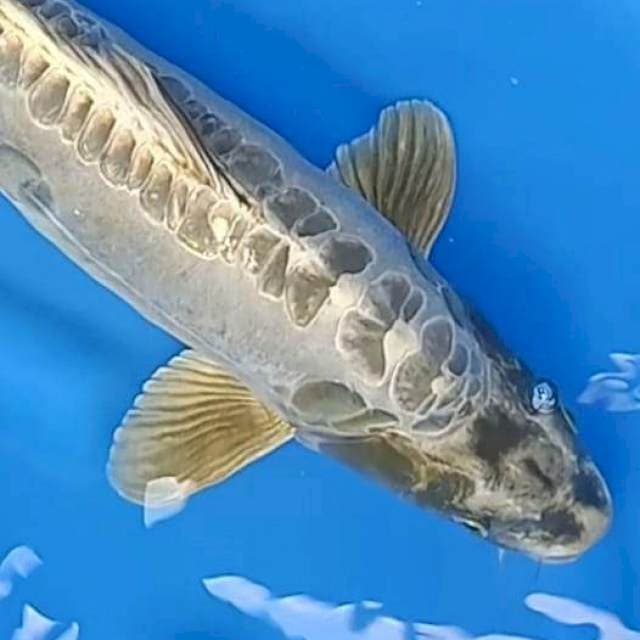Limited edition jumbo  50cm 