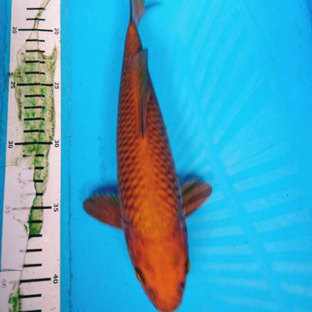 PENJINAK KOLAM 27 cm