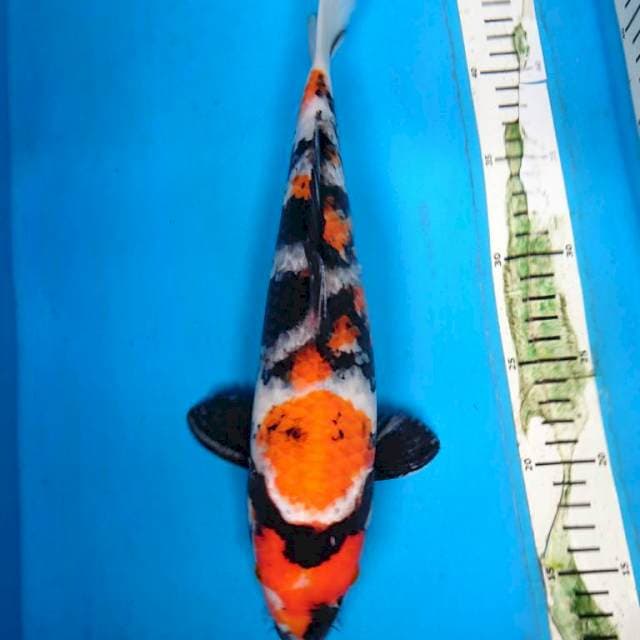 SHOWA 32 cm