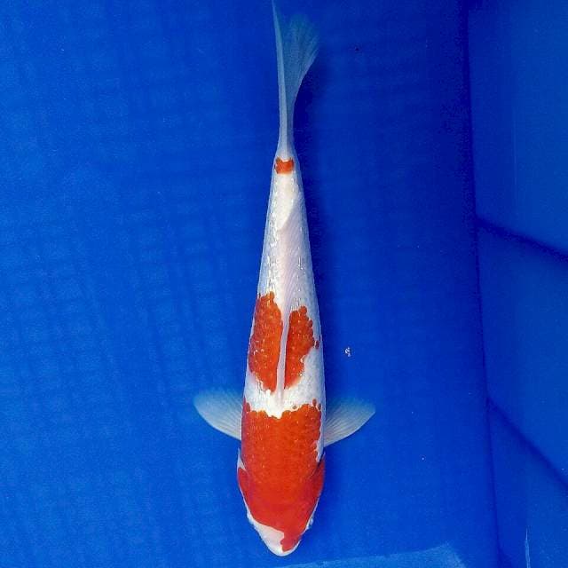 Kohaku ginrin 28cm