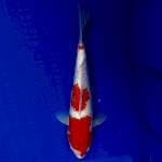Kohaku ginrin 28cm