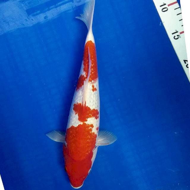 Kohaku ginrin 30cm