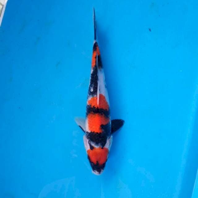 Showa Maruten 28 cm