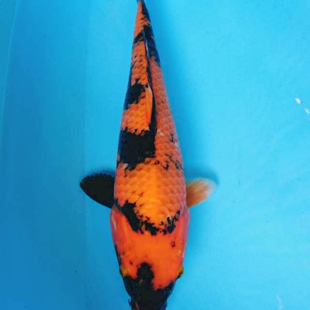 Hi UTSURI 40 cm