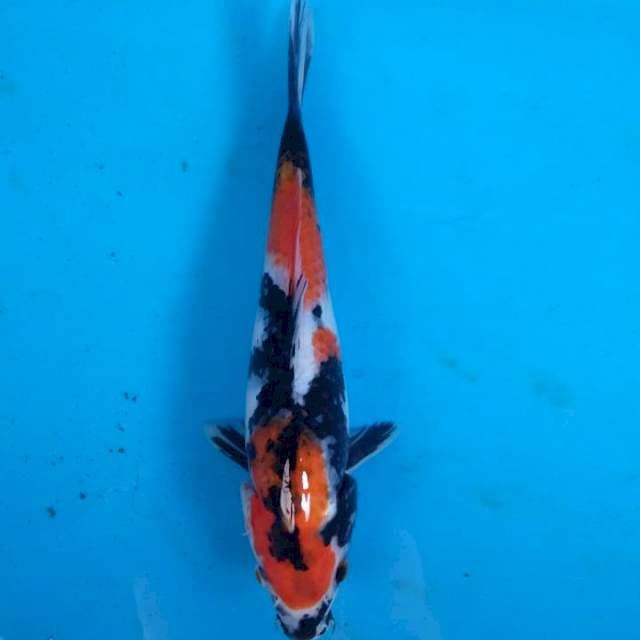 Showa 29 cm