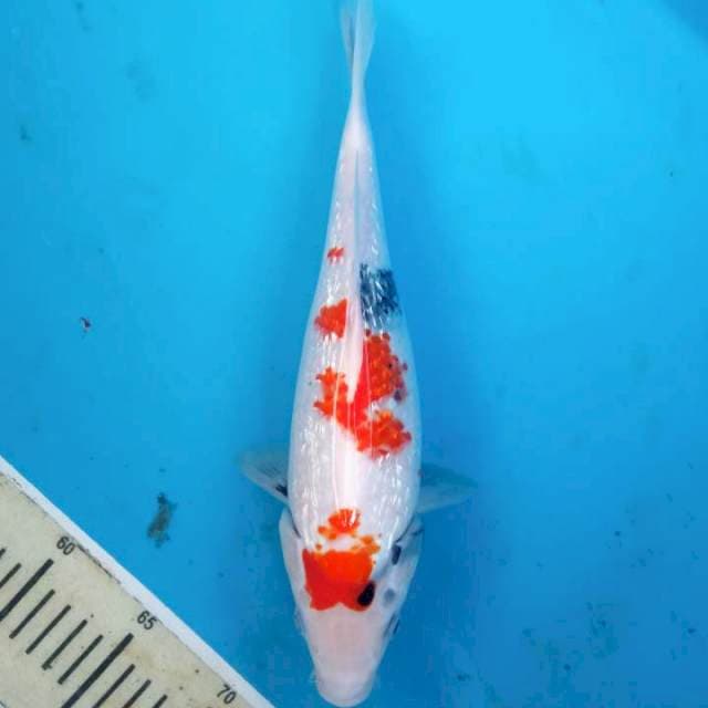 Showa Ginrin 32 cm