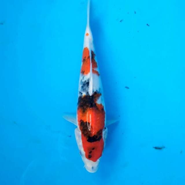 Showa 28 cm