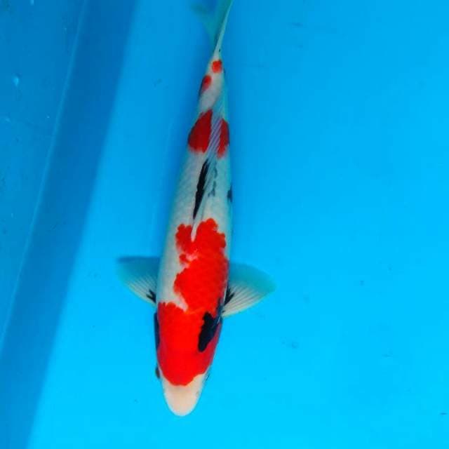 Showa 31cm