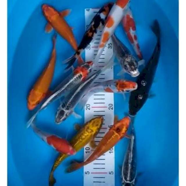 mik campur 14 ekor 18-24 cm