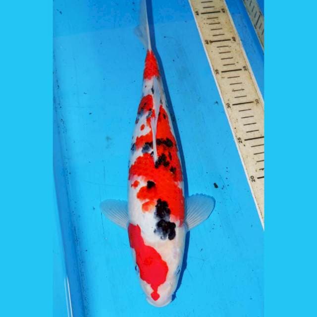 37CM  MARUTEN TSUBOSUMI SANKE