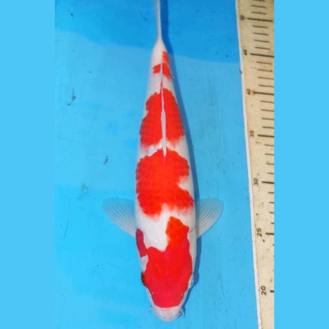 YONDAN KOHAKU JOSS