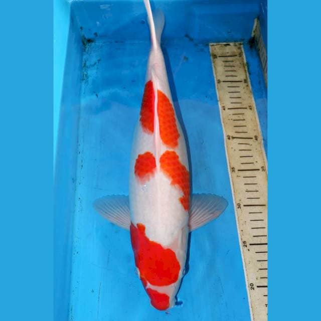 BIGBANG KOHAKU 42CM