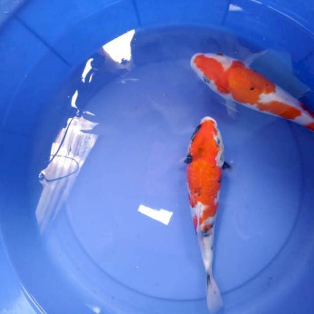 Shanshoku Ori 25-26cm
