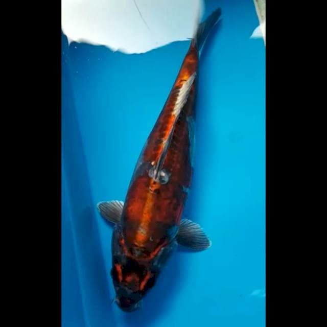 MARUTEN KIKOKURYU 32 Cm