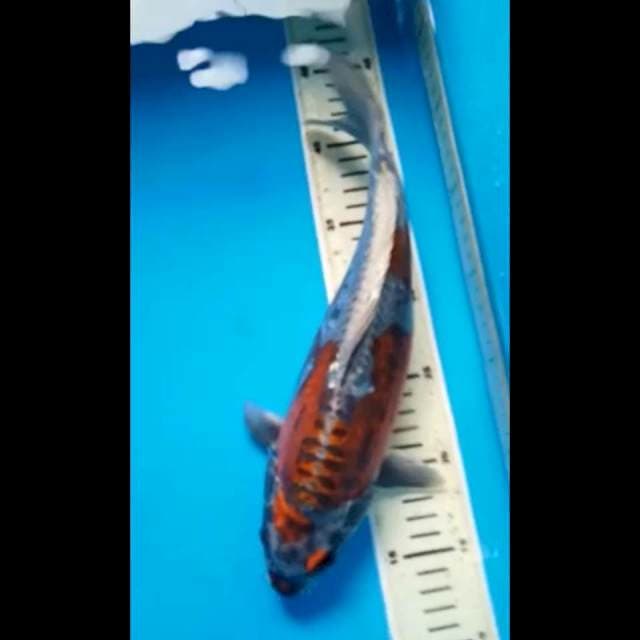 KIKOKURYU PUNUK 32 Cm