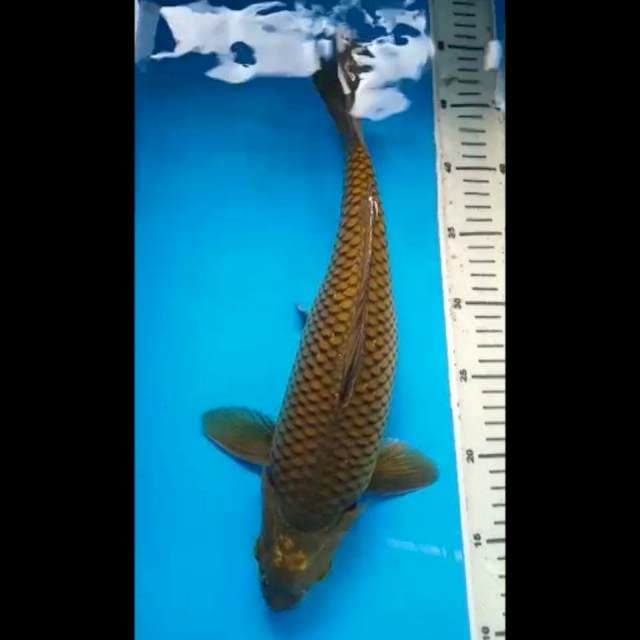 MIDORIGOI PUNUK 36 Cm, JANTAN