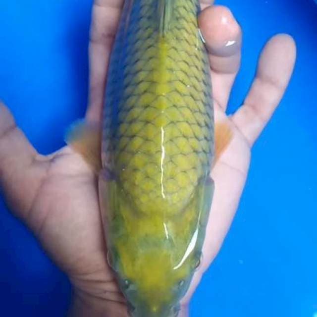 Midori