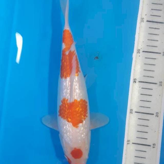 HQ KUCIBENI MARUTEN KOHAKU GINRIN