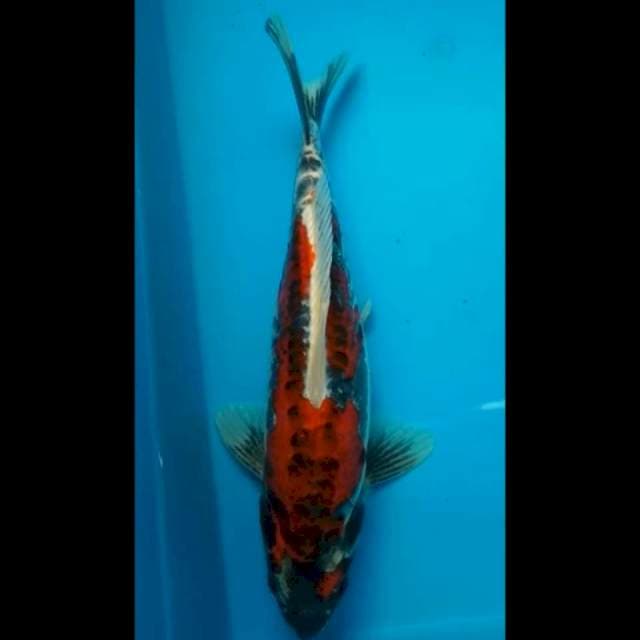 KIKOKURYU PUNUK 30 Cm, Jantan