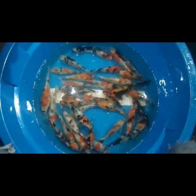 Mix showa shiro size 10-15
