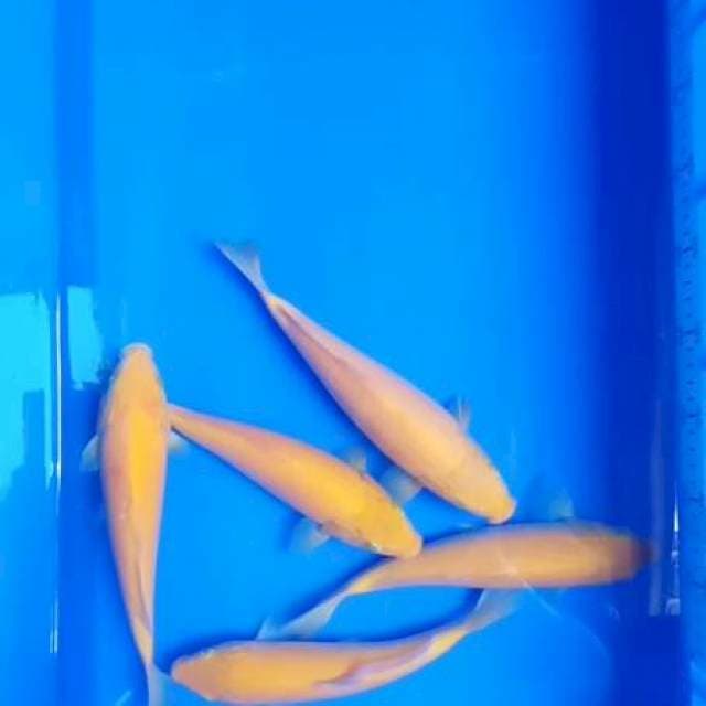 Karashi lemon 5 ekor