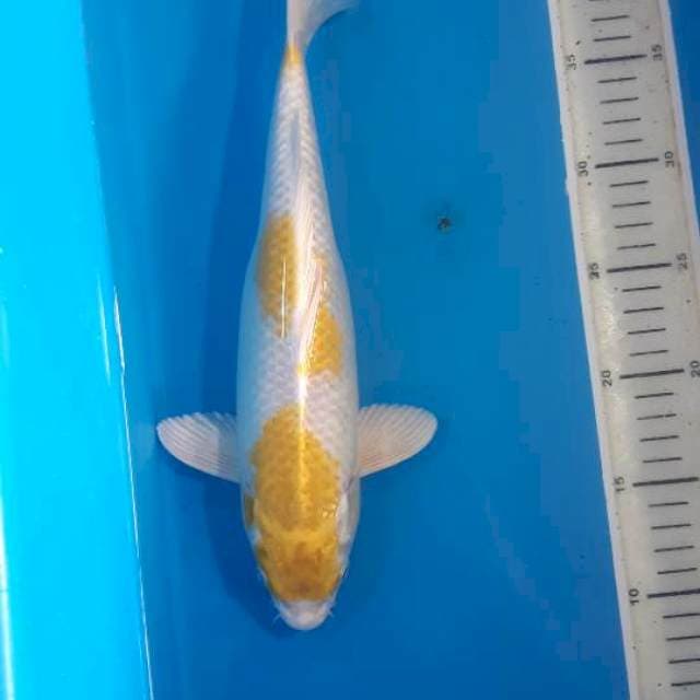 HARIWAKE SUPERWHITE