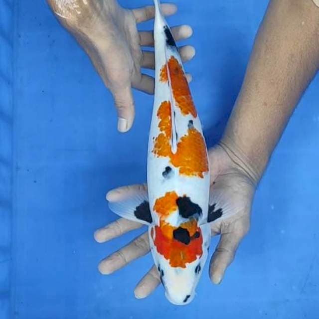 Showa 35cm
