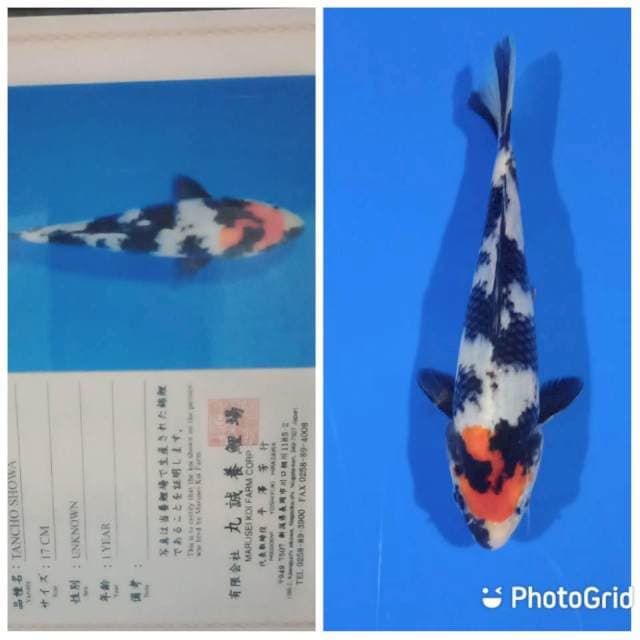 Tancho showa tosai marusei