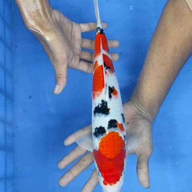 Sanke 36cm