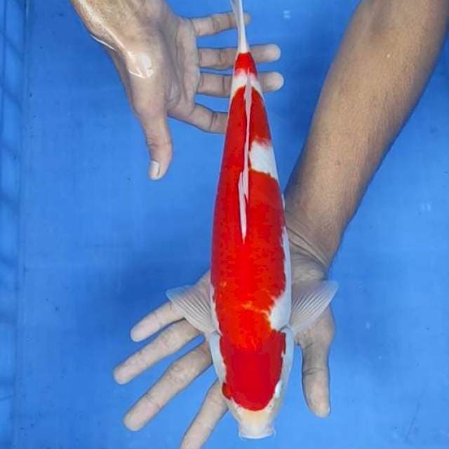 Kohaku 36cm