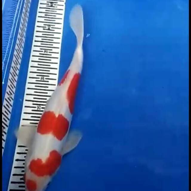 RED KOHAKU DOITSU 4 STEP ORI 35bu