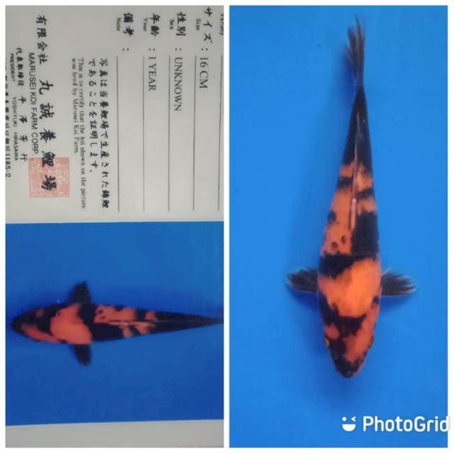 Hi utsuri marusei tosai
