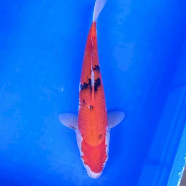 Sanke omoyo 35bu