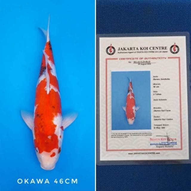 Showa okawa sertifikat