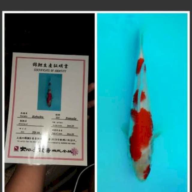 Kohaku